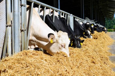 Kalush, Ukrayna - 31 Ekim 2018: Kalush kasabası yakınlarındaki bir mandıra çiftliğinde buzağıların içeriği.