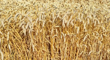 Kırsal manzara alanında tahıl