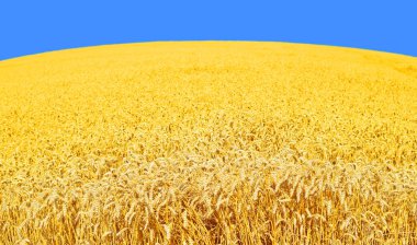 Kırsal manzara alanında tahıl