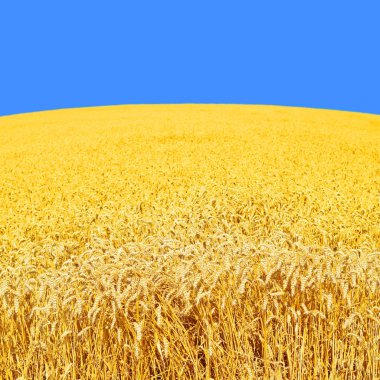 Kırsal manzara alanında tahıl