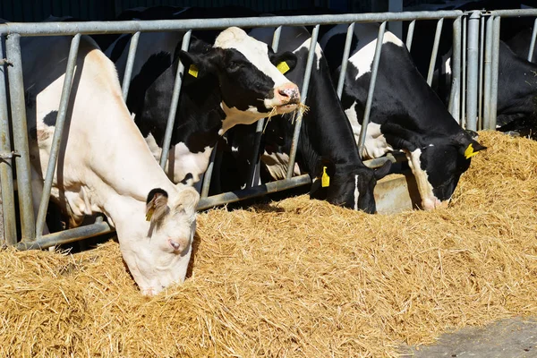 Kalush Ucrania Octubre 2018 Contenido Terneros Bajo Dosel Granja Lechera —  Fotos de Stock