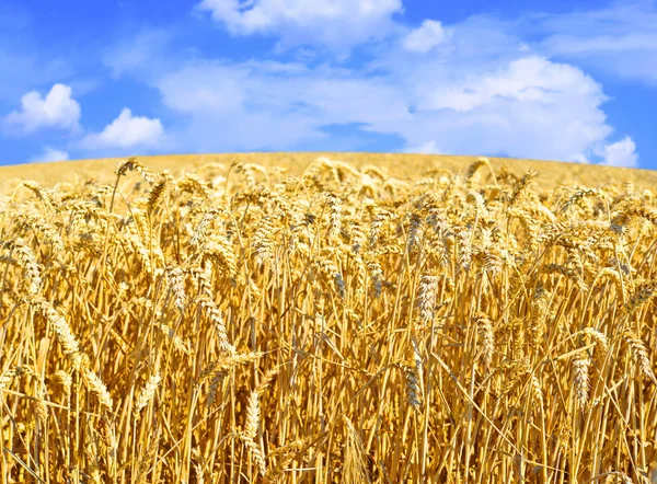 Campo Grãos Paisagem Rural — Fotografia de Stock