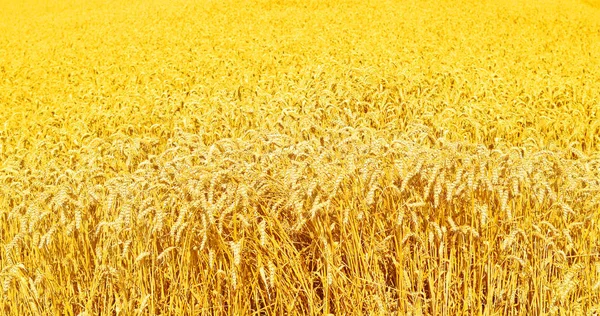 Зернове Поле Сільському Ландшафті — стокове фото