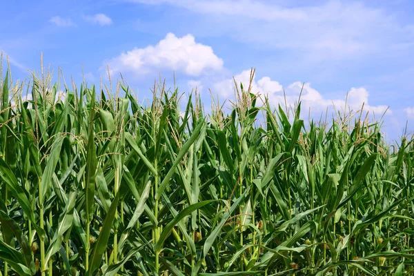 Młody Kukurydzy Wiejski Krajobraz — Zdjęcie stockowe