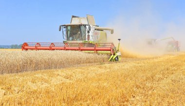 combine harvester working at wheat field, harvesting in the countryside