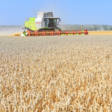 combine harvester working at wheat field, harvesting in the countryside