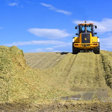 Kalush, Ukraine - September 25, 2019: The laying of corn silage for storage in a silo trench. Dairy farm near the city of Kalush, Ukraine.