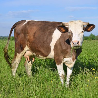 close up of cute cow on meadow