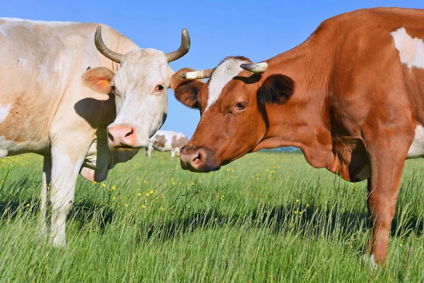 Vacas Pasto Verano Día Soleado —  Fotos de Stock