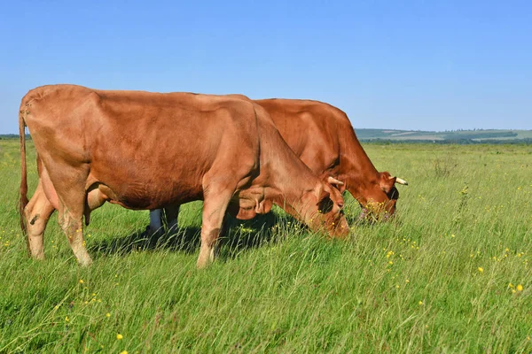 Cows Summer Pasture Sunny Day — Stock fotografie