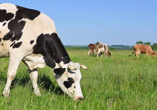 Cows Summer Pasture Sunny Day — Foto de Stock