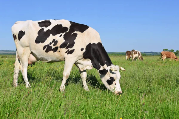 Cows Summer Pasture Sunny Day — Fotografia de Stock