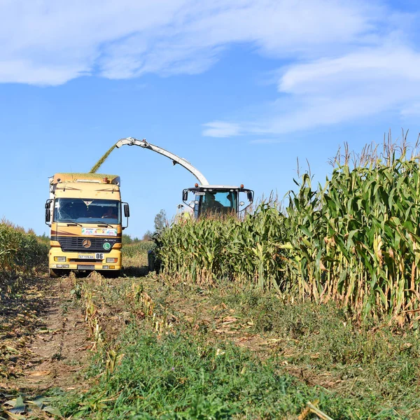 Kalush Ukraina September 2019 Utvinning Majsensilage Fältet Nära Staden Kalush — Stockfoto