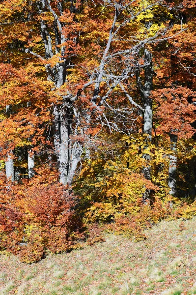 Podzim Karpatech Oblast Hory Sheshul — Stock fotografie