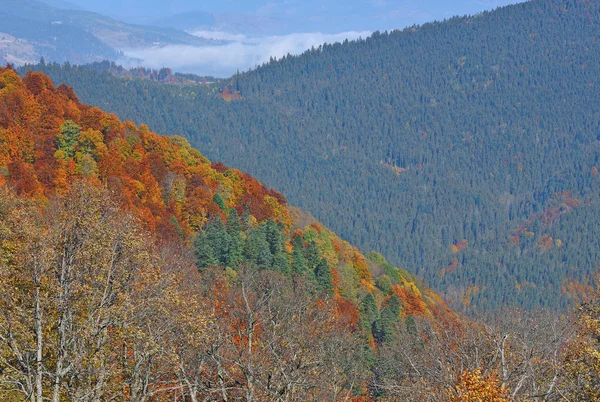 Mattina Nei Carpazi — Foto Stock