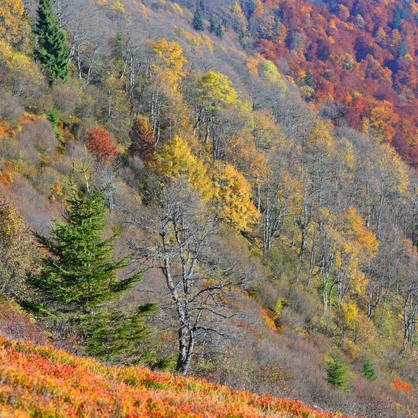 Herbst Den Karpaten Gebiet Des Berges Sheshul — Stockfoto