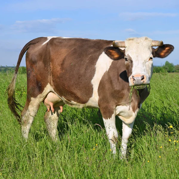 Close Cute Cow Meadow — Photo