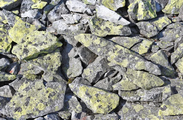 Stones Lichen Background —  Fotos de Stock