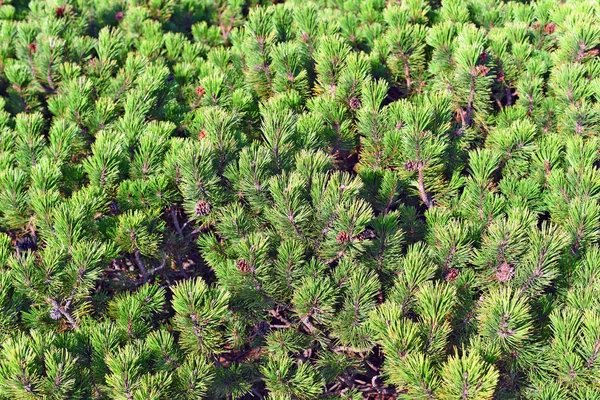 Green Pine Cones Background Forest — Stock Photo, Image