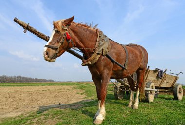At arabası tarlada.