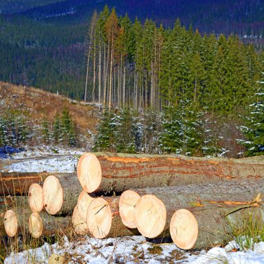 Hazırlık ve ahşap depo endüstriyel bir peyzaj.