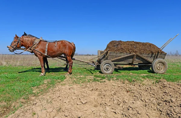 Cavalos Com Uma Carroça Carregada Com Estrume Campo Primavera — Fotografia de Stock