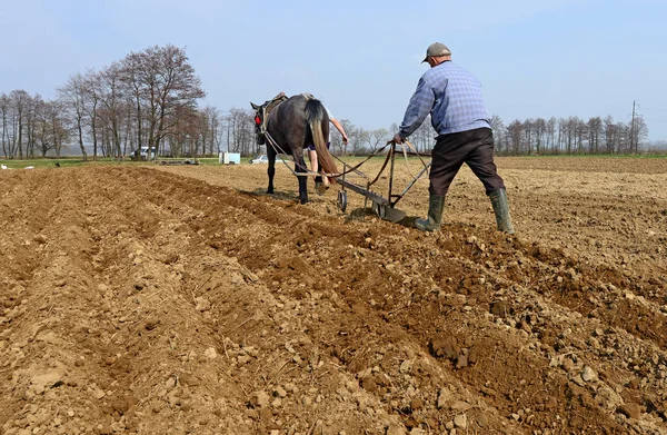 Kalush Ucrânia Abril 2013 Fallowing Spring Field Manual Plow Horse — Fotografia de Stock