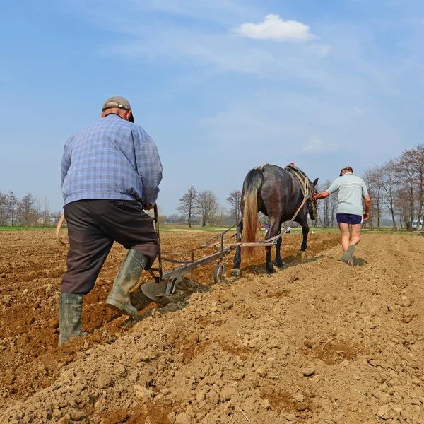 Kalush Ucrânia Abril 2013 Fallowing Spring Field Manual Plow Horse — Fotografia de Stock