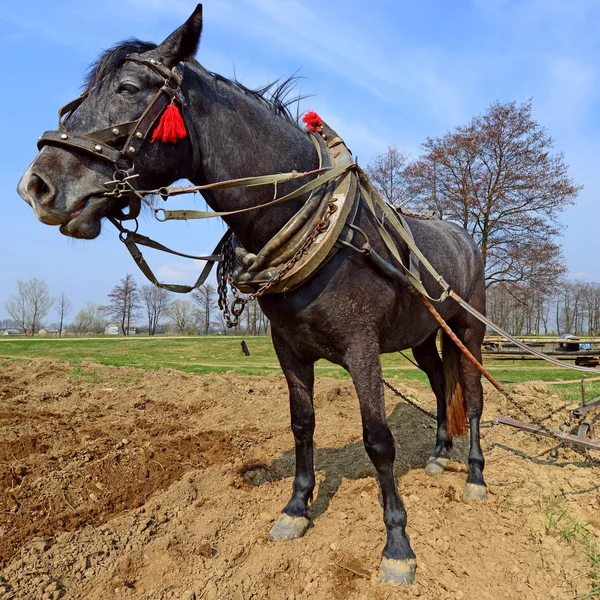 Cheval Avec Une Charrette Sur Terrain — Photo