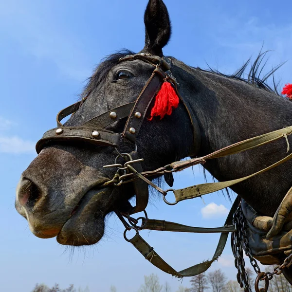 Кінь Візком Полі — стокове фото
