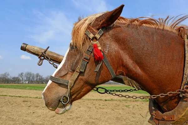 Cheval Avec Une Charrette Sur Terrain — Photo