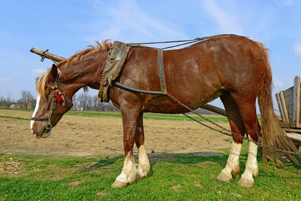 Horse Cart Field — Fotografia de Stock
