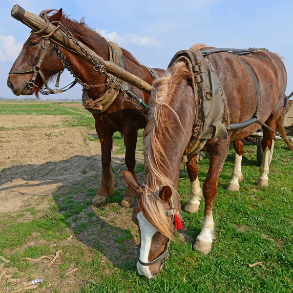 Cavalos Com Uma Carroça Carregada Com Estrume Campo Primavera — Fotografia de Stock