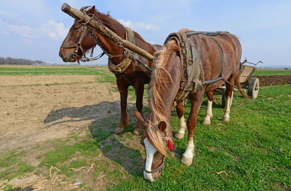 Horses Cart Loaded Manure Spring Field — Stockfoto