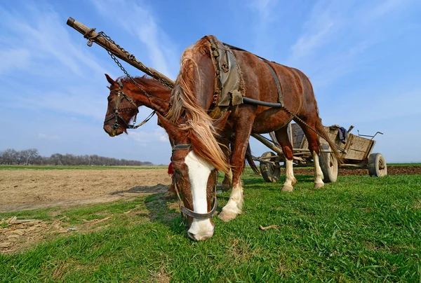 Paarden Met Een Kar Beladen Met Mest Een Lenteveld — Stockfoto