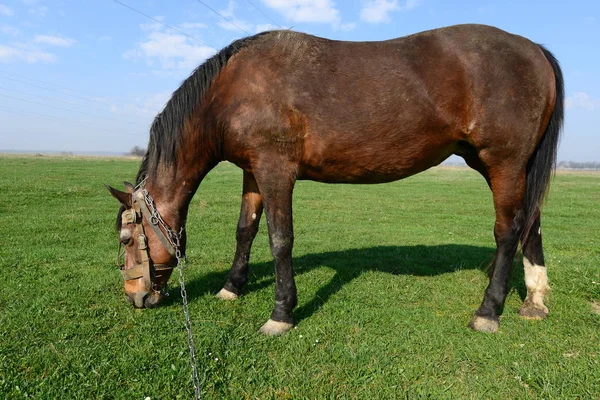 Лошадь Летнем Пастбище — стоковое фото