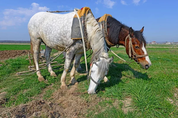 Cavalli Con Carro Carico Letame Campo Primaverile — Foto Stock