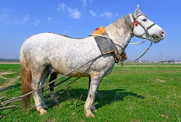 Pferde Mit Einem Mit Gülle Beladenen Wagen Auf Einem Frühlingsfeld — Stockfoto