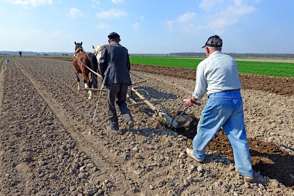 Kalush Ucrânia Abril 2013 Fallowing Spring Field Manual Plow Horse — Fotografia de Stock