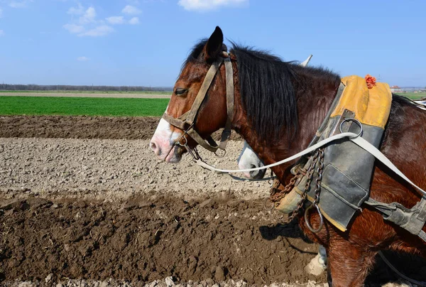Cavalos Com Uma Carroça Carregada Com Estrume Campo Primavera — Fotografia de Stock