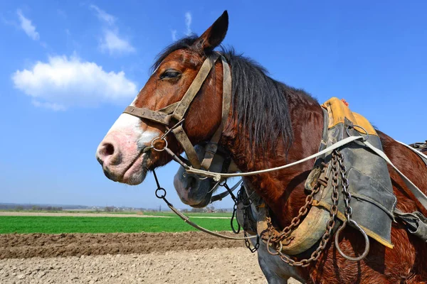 Horses Cart Loaded Manure Spring Field — Stock Photo, Image
