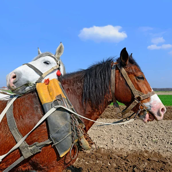 Horses Cart Loaded Manure Spring Field — Fotografia de Stock