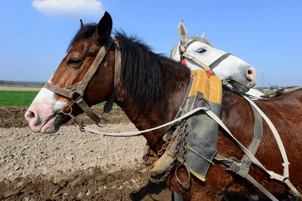 Horses Cart Loaded Manure Spring Field — Fotografia de Stock