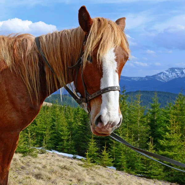 Belo Cavalo Nas Montanhas — Fotografia de Stock