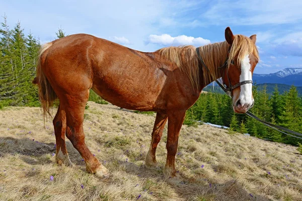 Belo Cavalo Nas Montanhas — Fotografia de Stock