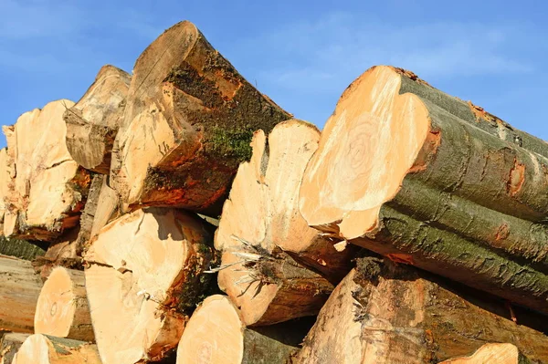 Przygotowania Składowania Drewna Przemysłowym Krajobrazie — Zdjęcie stockowe