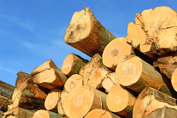 Aufbereitung Und Holzlagerung Einer Industriellen Landschaft — Stockfoto