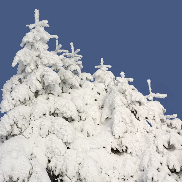 Jodły Śniegu Pejzażu Zimowym — Zdjęcie stockowe