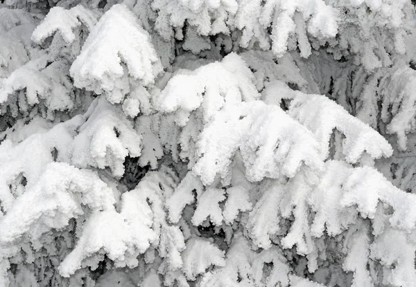在一个冬天风景雪下的冷杉 — 图库照片