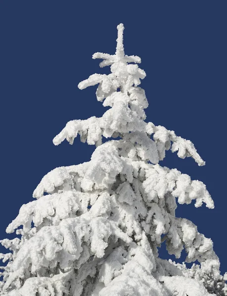 Des Sapins Sous Neige Dans Paysage Hivernal — Photo